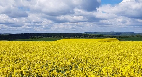 Rapsfeld