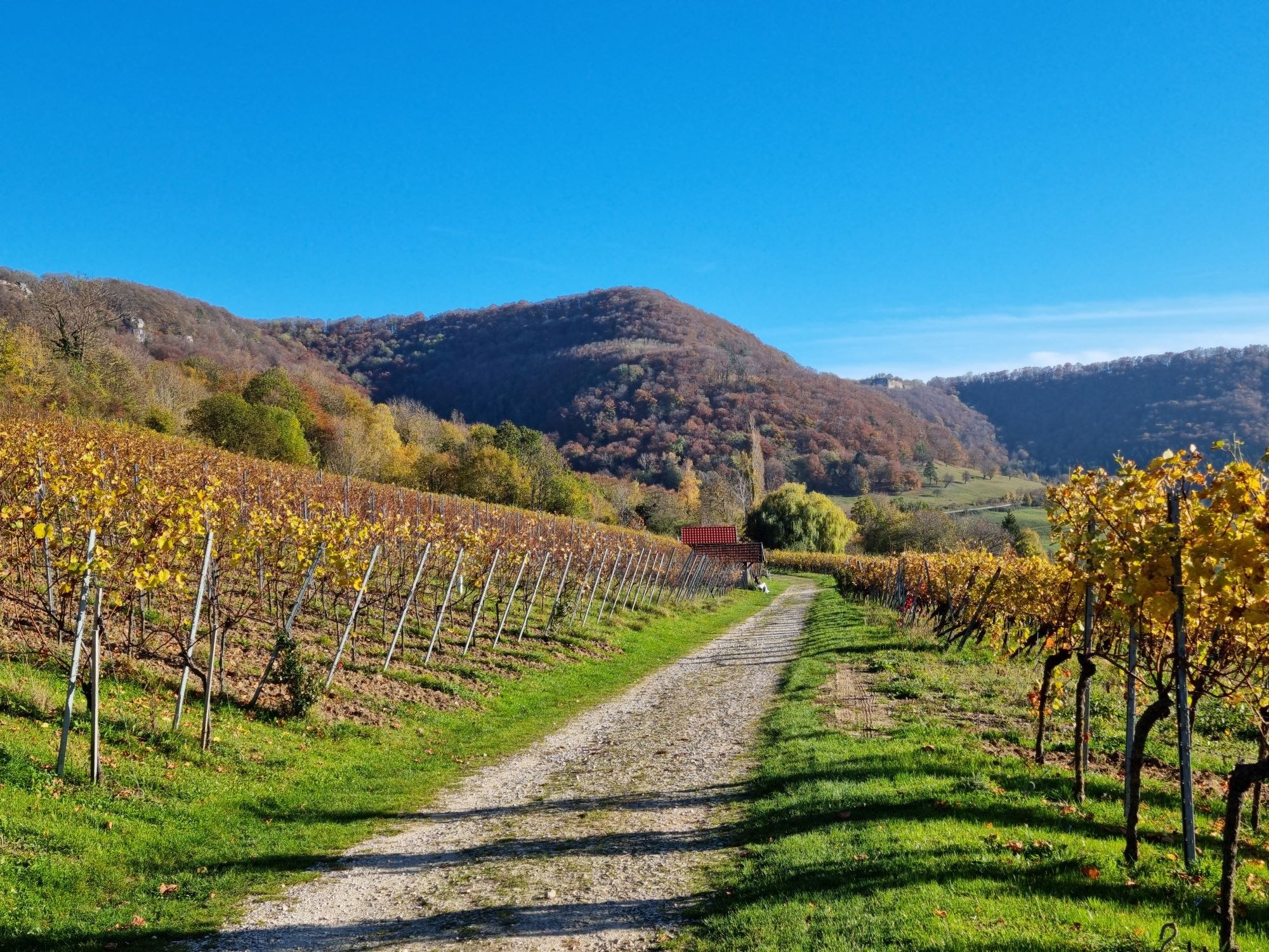 Neuffener Weinberge