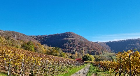 Neuffener Weinberge